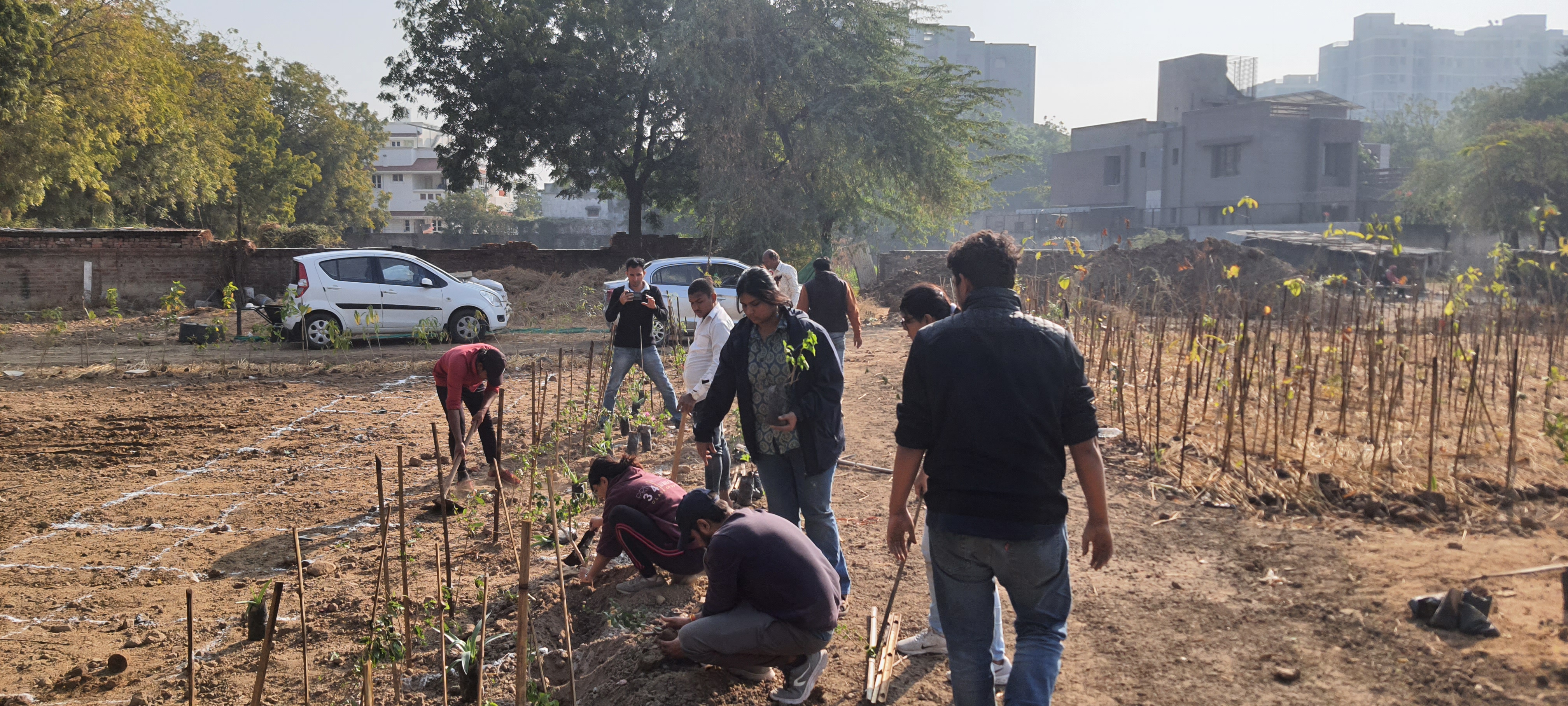 Tree plantation