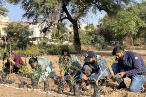 Tree Plantation